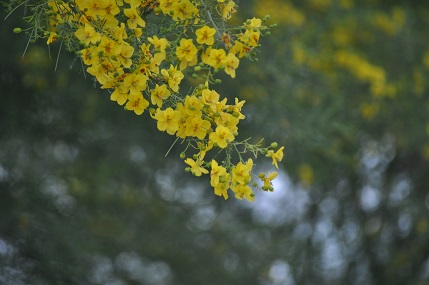 DSC_0611.JPG
