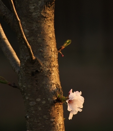 blossom1.jpg