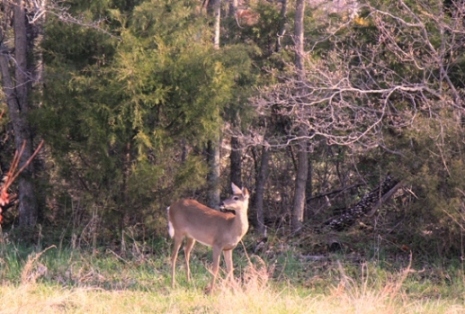 deer.jpg