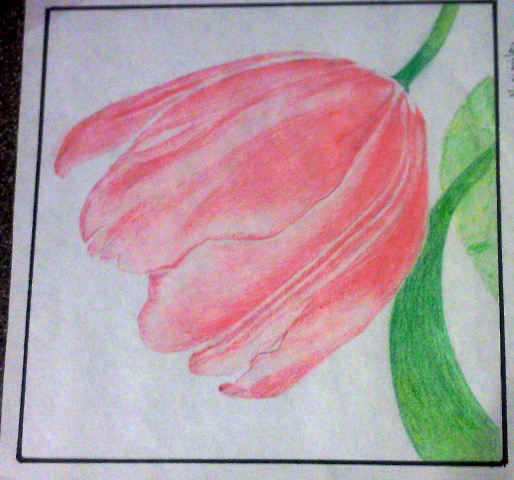 tulip.jpg
