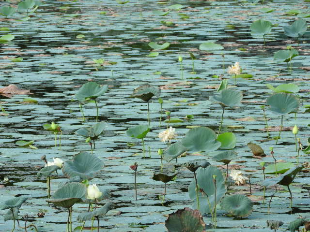 Lotus_in_Jyasagar.JPG