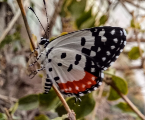 butterfly.jpg