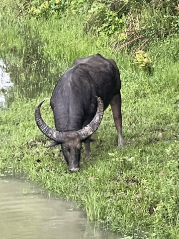 buffalo1_0.jpeg