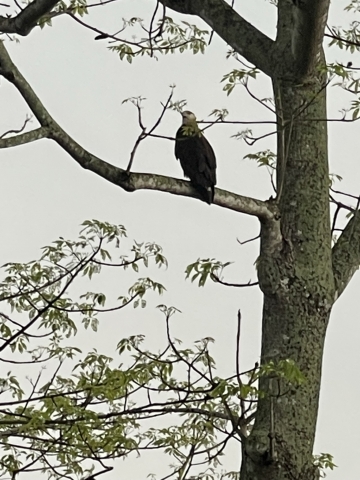 eagle1_0.jpeg