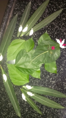 IMAG0508.jpg
