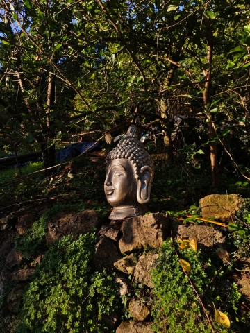 buddha.jpg