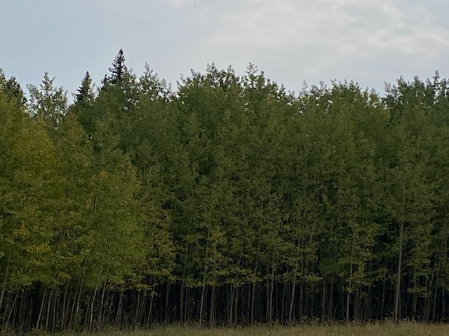 Aspen.jpg