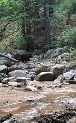Bear.png