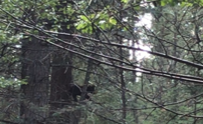 Cub2.png