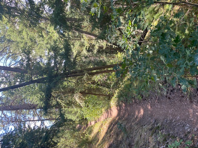 Trail.jpg