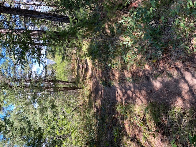 Trail_0.jpg
