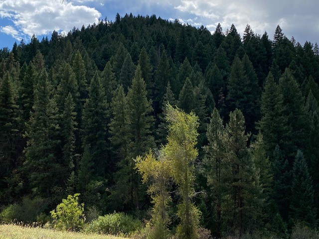 Woods.jpg
