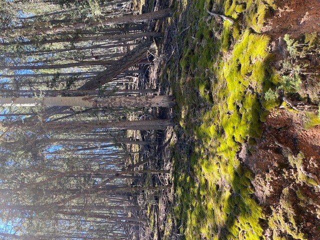 Woods_0.jpg
