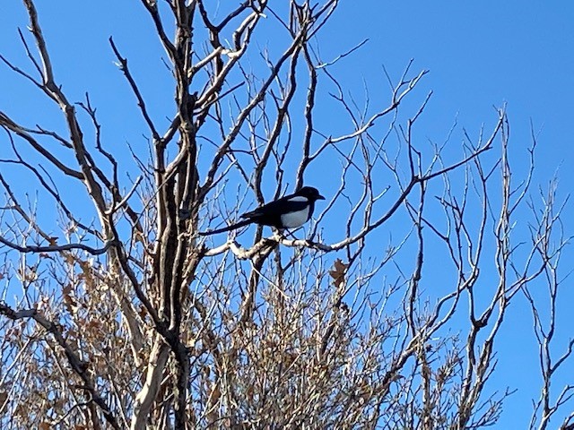 bird.jpg