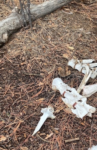 bones.jpg