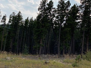 forest.jpg