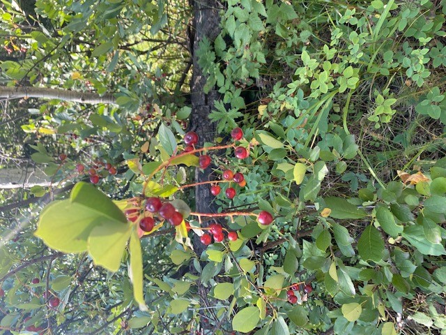 fruits.jpg