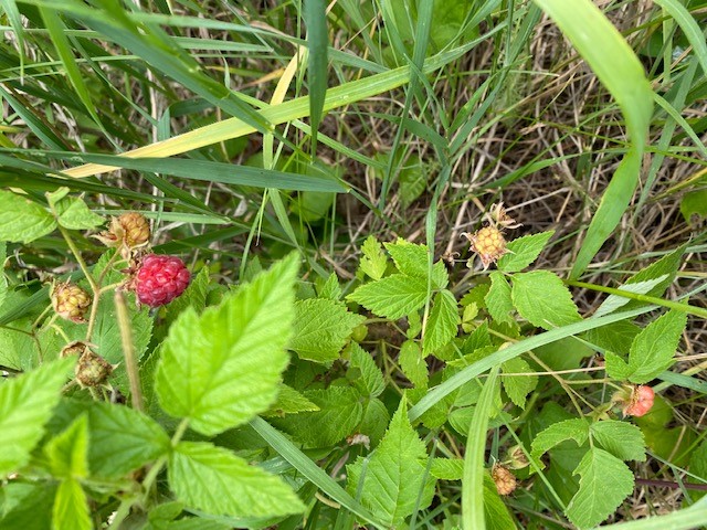 raspberry.jpg