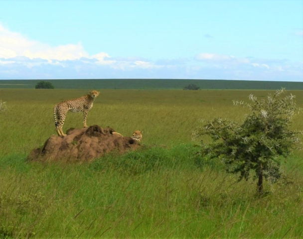 cheetah_zoomed_in_1-adjusted.jpg