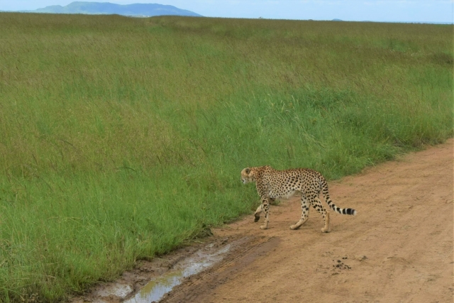 cheetah_zoomed_in_2.jpg