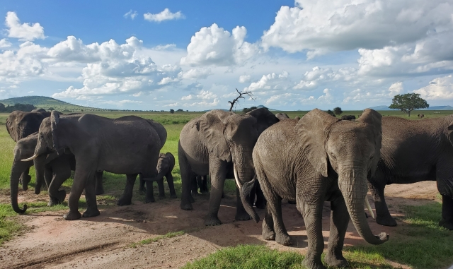 elephants_1.jpg