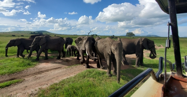elephants_2.jpg