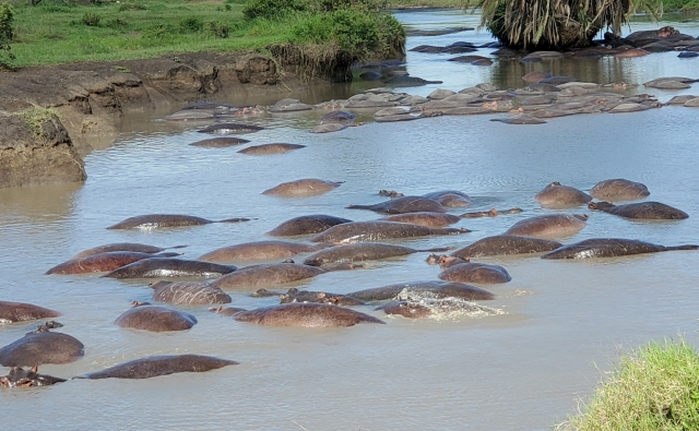 hippos_1.jpg