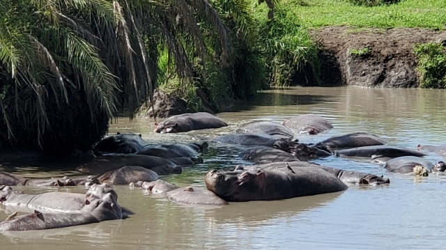 hippos_2.jpg
