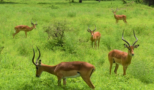 impalas.jpg