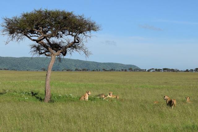 lions_zoomed_1.jpg