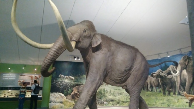 Elephant.jpg