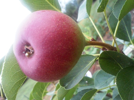 fruit1.jpg