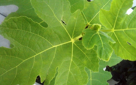paan1.jpg