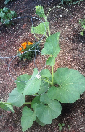 plant1.jpg