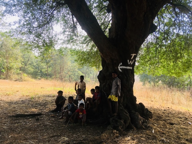 tree.jpg