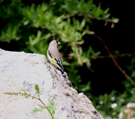 Goldfinch.JPG