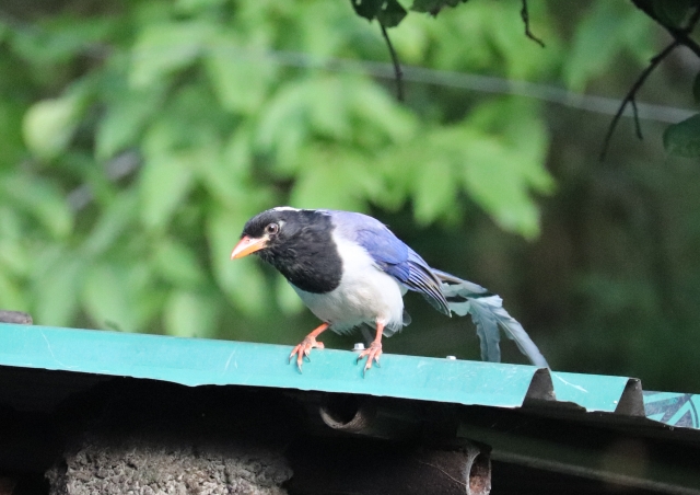 RedBilledBlueMagpie.JPG