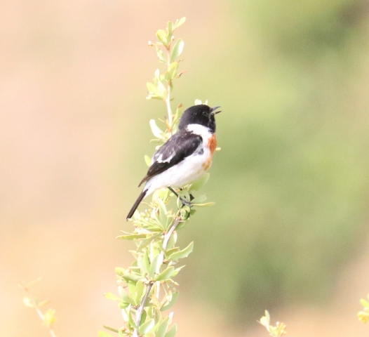 Stonechat.JPG