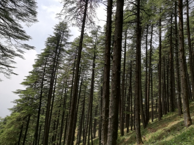 Trees.jpg