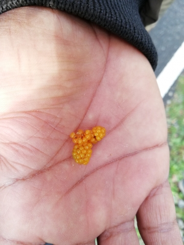Yellowberry.jpg