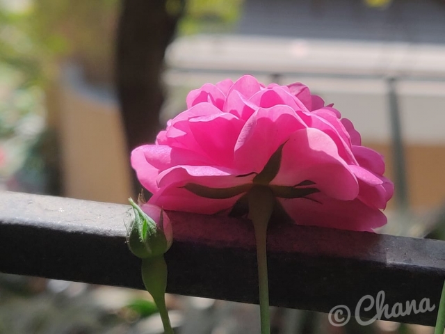 pinkrose.jpeg