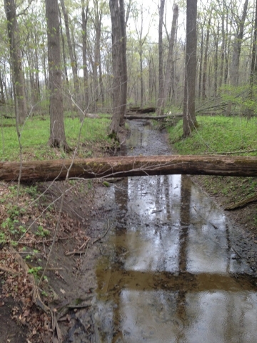 forest2.jpg