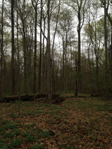 forest6.jpg