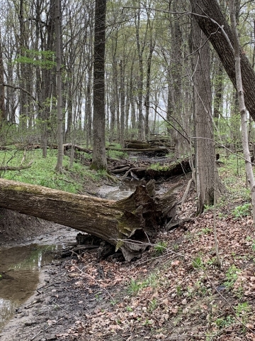 forestfloor.jpg