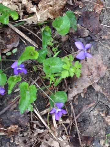 violets.jpg