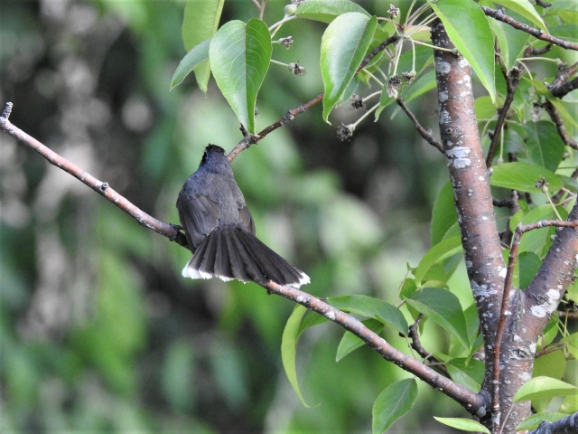 White_throated_fantail2.JPG
