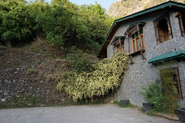 hotel_flowers.JPG