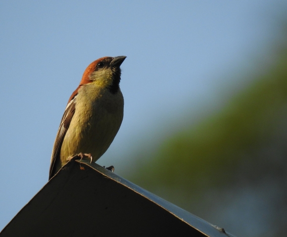 russet_sparrow.JPG