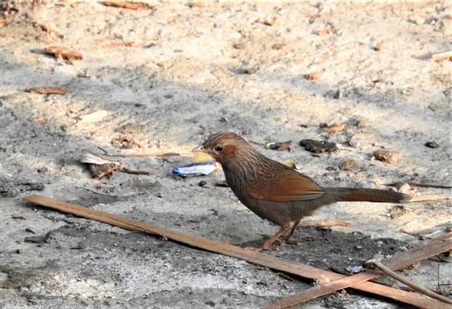 streaked_laughingthrush.JPG
