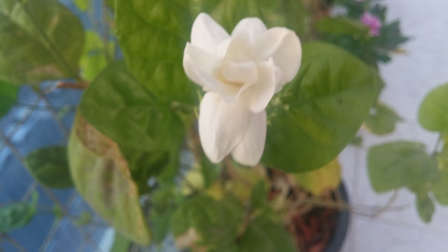 20170424_062014.jpg